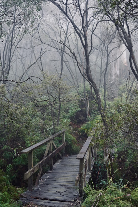 brown wooden bridge surrounded by trees in Blue Mountains Australia