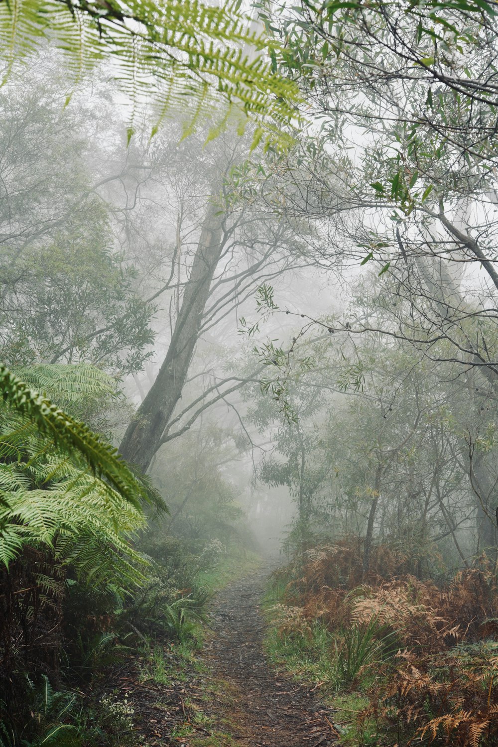 un sentiero nel bosco con alberi e cespugli