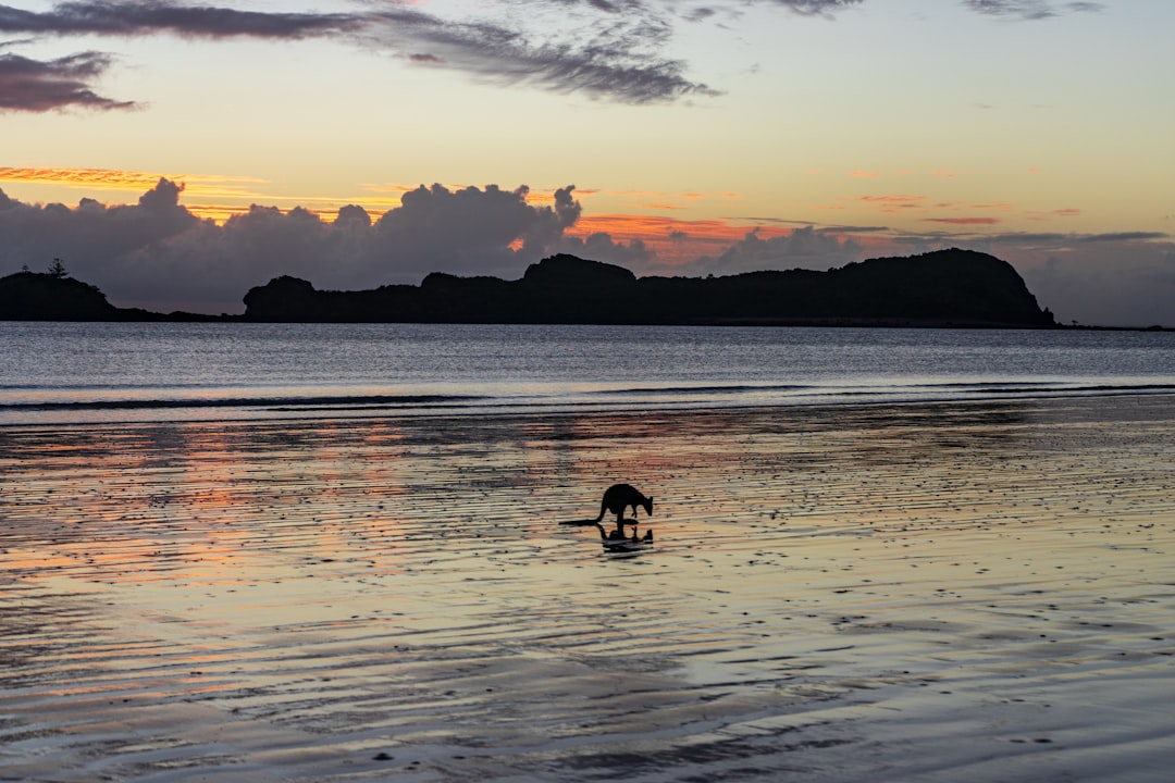 travelers stories about Beach in Cape Hillsborough QLD, Australia