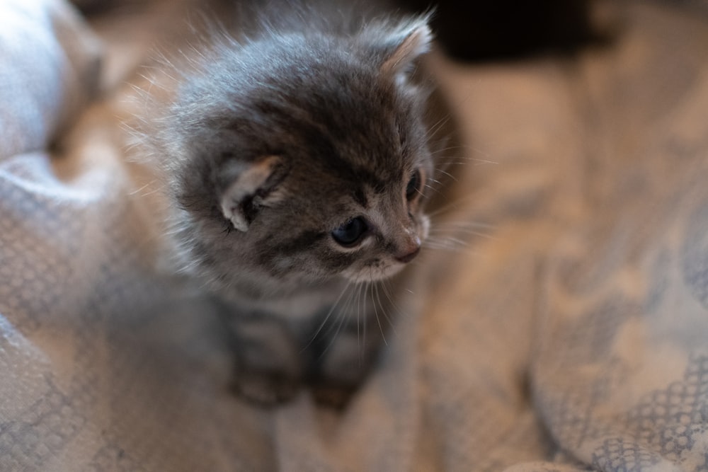 silver tabby kitten