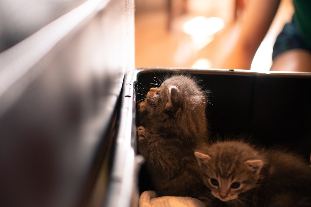 gray coated kitten in black plastic crate