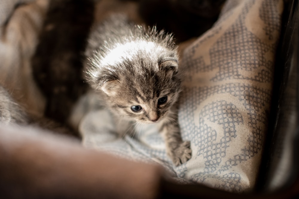 gray tabby kitten