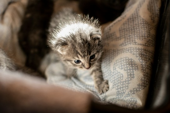 A small, fluffy kitten with a striped gray coat is nestled on a patterned, soft fabric. Its wide, curious eyes are gazing forward, capturing a moment of innocence and curiosity. The lighting casts a gentle glow on the kitten, accentuating its fur and the texture of the bedding.