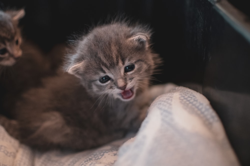 brown tabby kitten