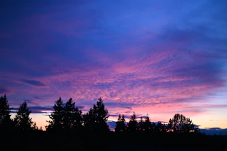 Vibrant sunset sky melting into the silhouette of eucalyptus trees