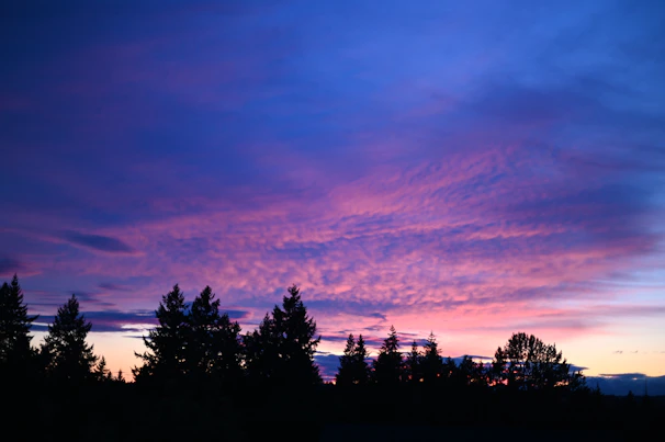 Vibrant sunset sky melting into the silhouette of eucalyptus trees