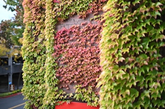 A wooden wall is covered with dense, colorful foliage, predominantly featuring green and red leaves. The leaves are in various stages of changing color, indicating a transition from green to red. The lush greenery creates a natural, vibrant appearance.