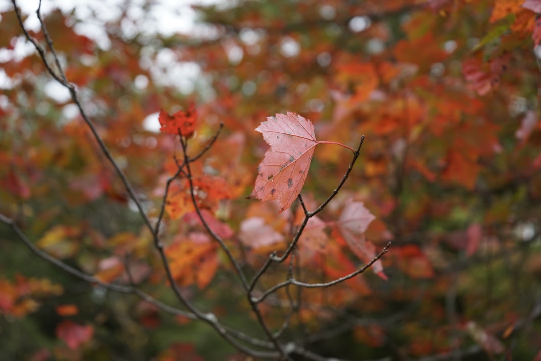 autumn leaf