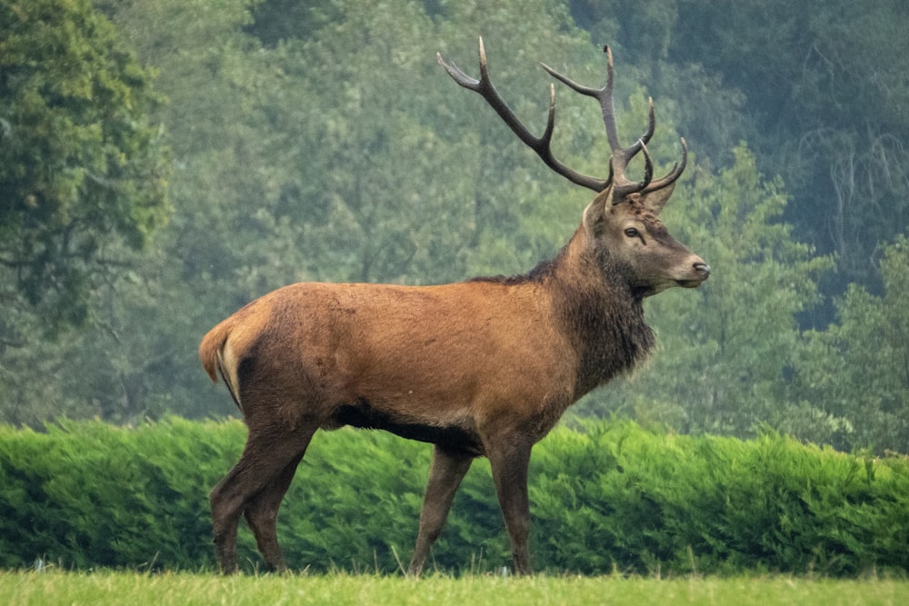 orignal brun sur l’herbe près de la haie