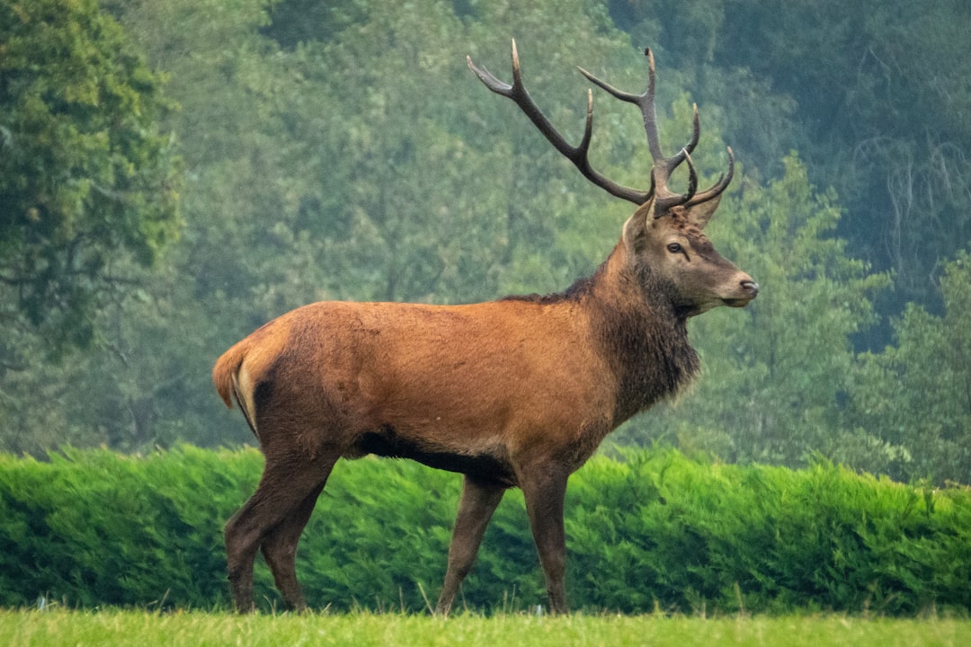 elk