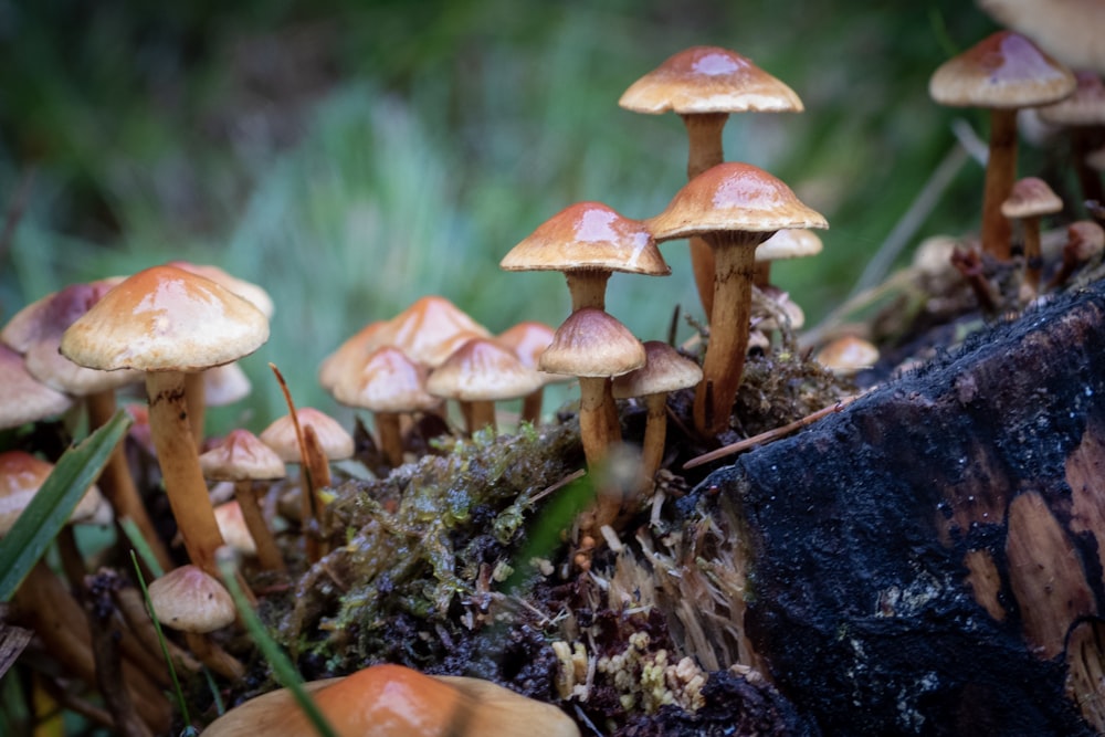 Photo de champignon brun