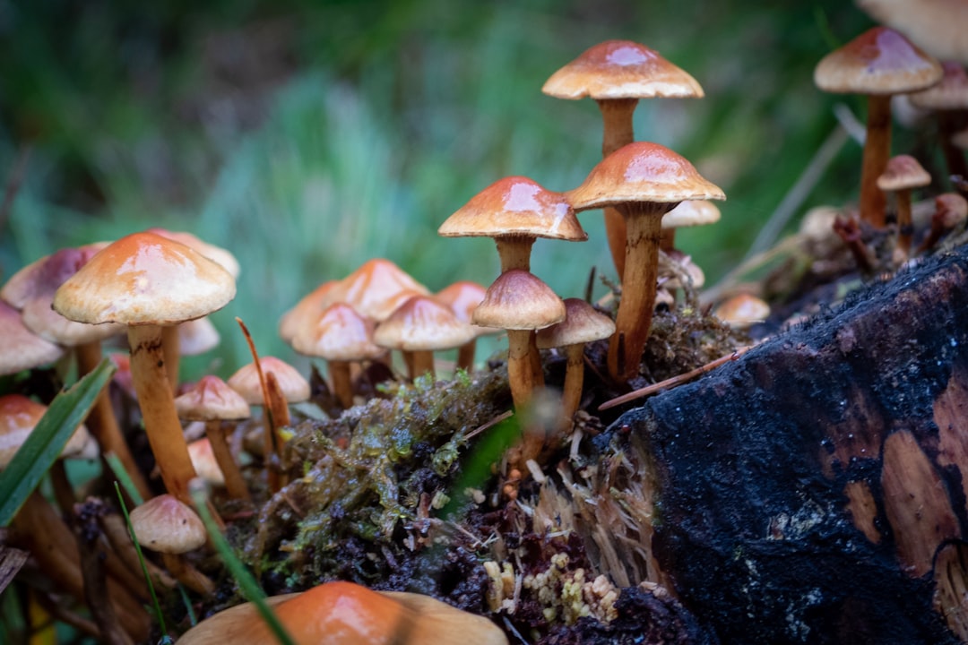 photo of brown mushroom