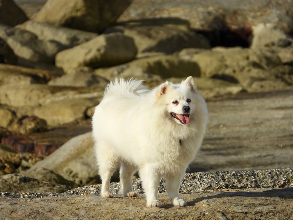 white coated Pomeranian