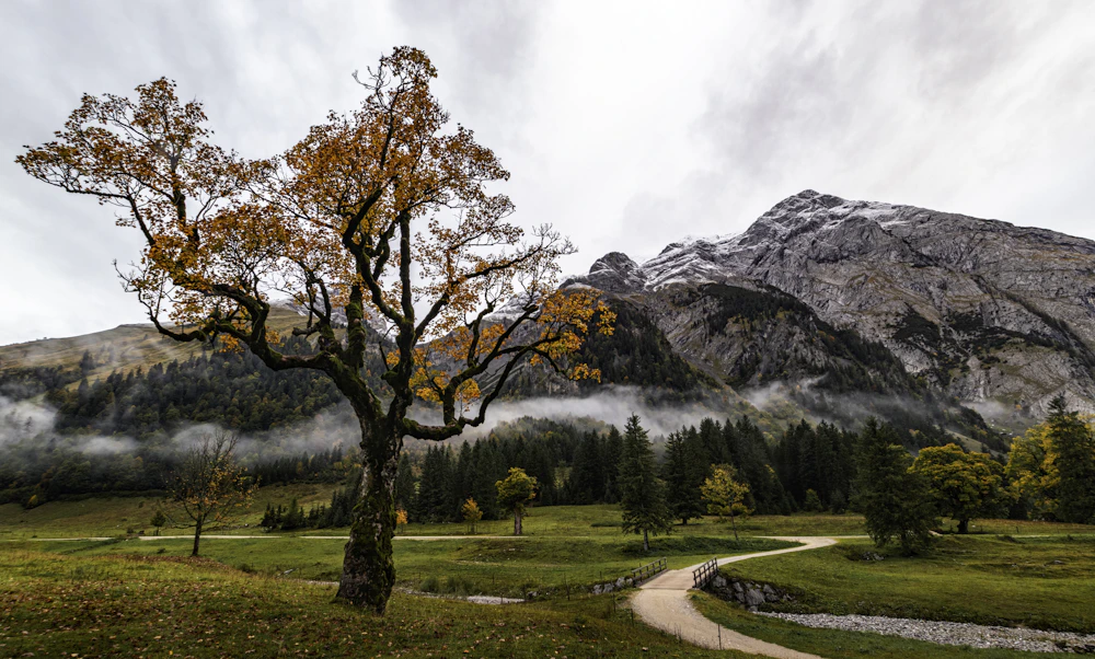 Gouden herfstboom met zicht op de bergen van het Salzburgerland