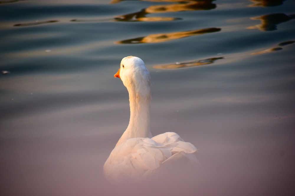 cisne blanco en el cuerpo de agua