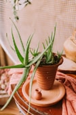 A mini clay table décor piece featuring a tiny potted plant with rounded leaves, resting on a wooden surface.