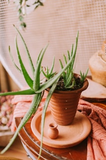 A clay pot containing a small aloe vera plant is positioned on a matching clay saucer. Next to the pot, there's a tiny clay pitcher. The setup is placed on a wooden surface with a soft, pink fabric draped underneath. In the background, there's a textured beige surface adding a warm, organic feel to the scene.