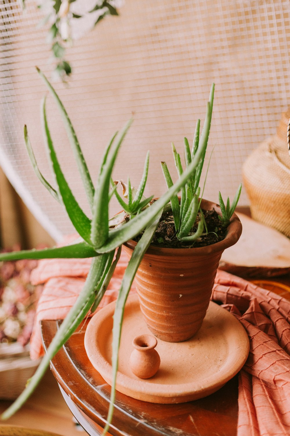 green aloe vera plants