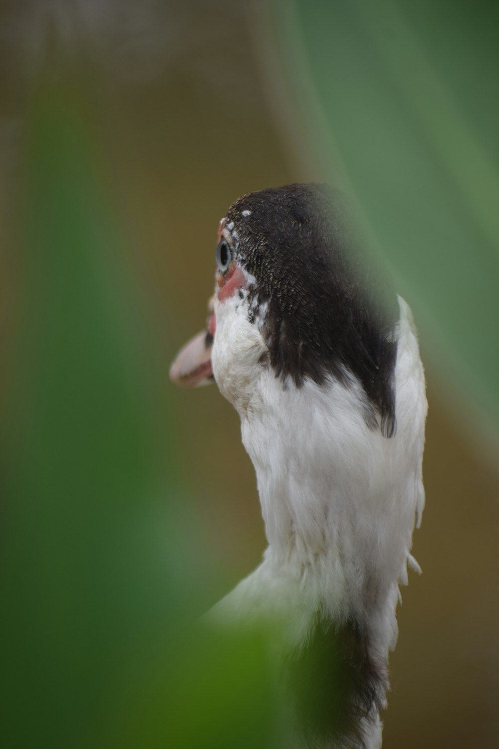 white and black duck