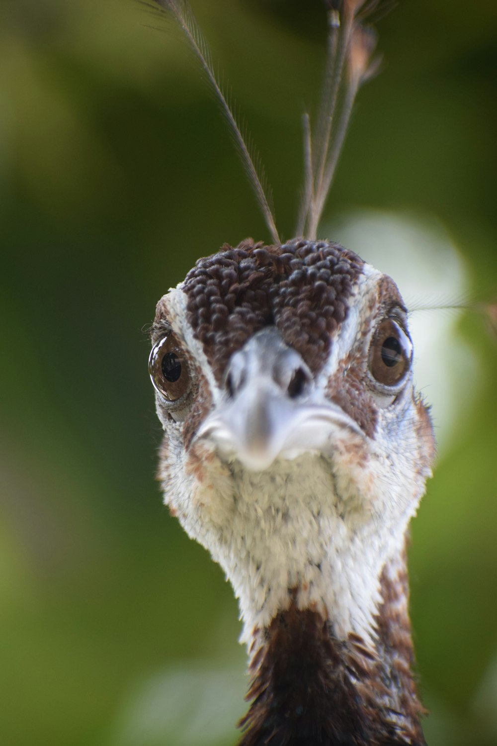 close-up photography of white and black bird