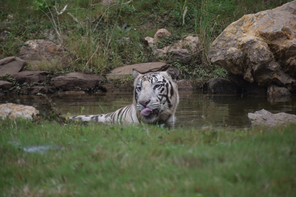 white tiger sticky tongue out at daytime