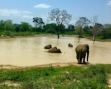 Elephants bathing in the lush greenery of Thekkady wildlife sanctuary