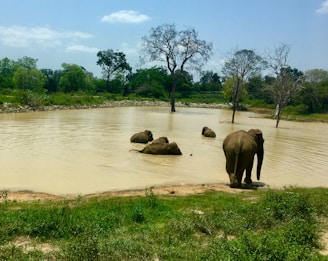 Elephants bathing in the river at Thekkady surrounded by rich forest scenery.