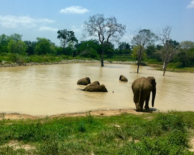 Elephants bathing in the lush greenery of Thekkady wildlife sanctuary