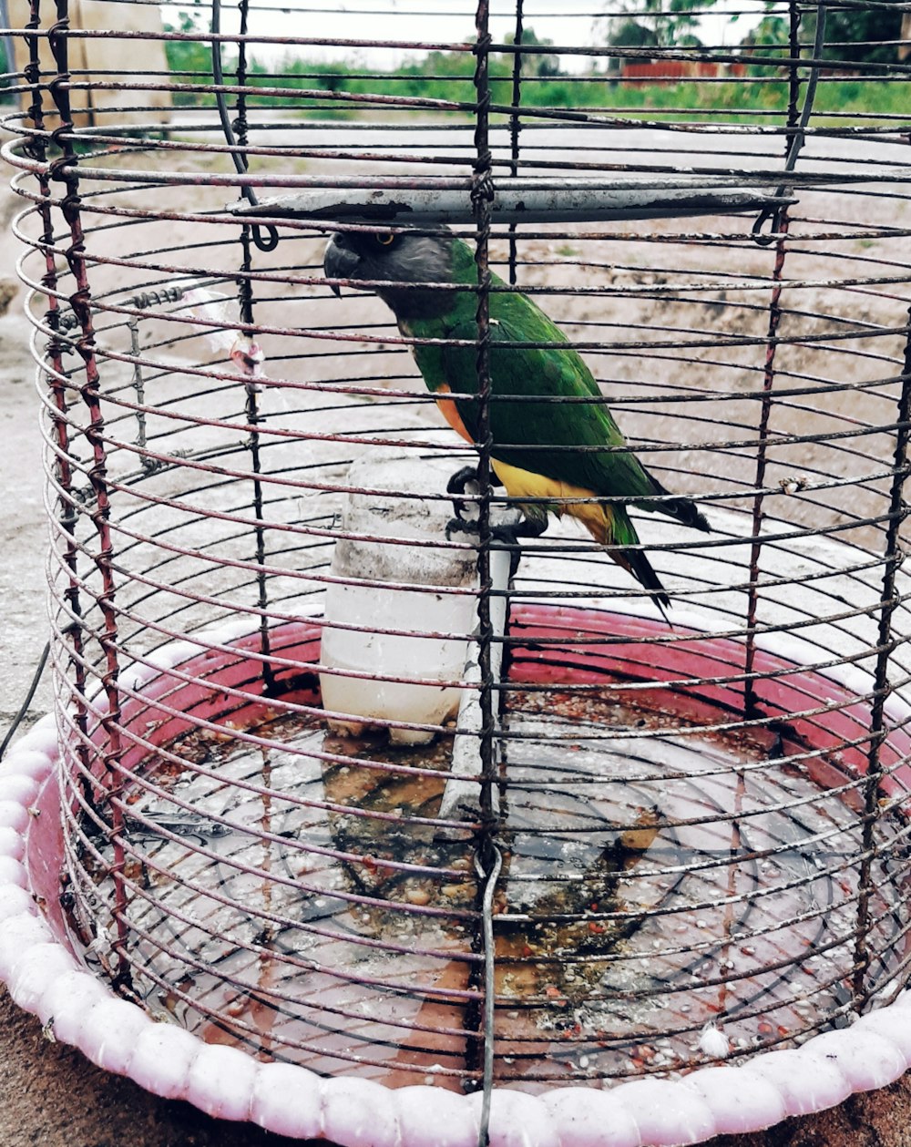 green and yellow bird in brown birdcage