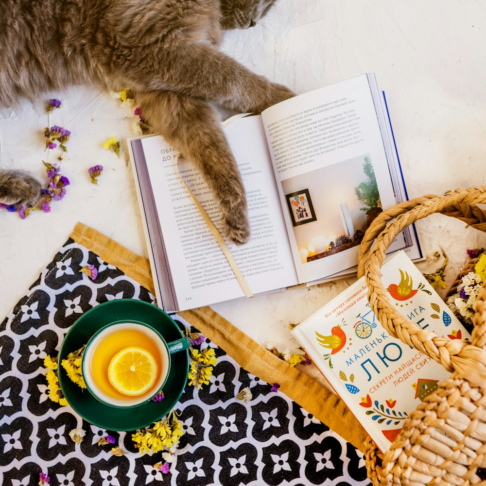 brown cat lying beside opened book