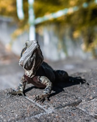 A reptile with a textured, scaly skin and prominent claws is seen on a rough, stone surface. Its head is raised, and the background is blurred with greens and yellows, suggesting foliage or trees.