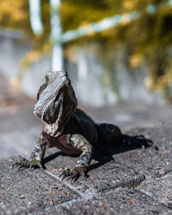 A reptile with a textured, scaly skin and prominent claws is seen on a rough, stone surface. Its head is raised, and the background is blurred with greens and yellows, suggesting foliage or trees.