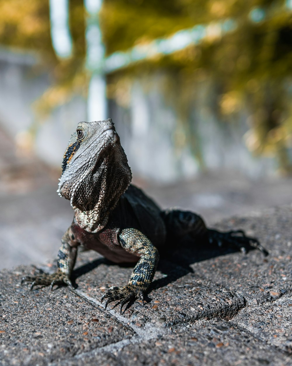 gray iguana