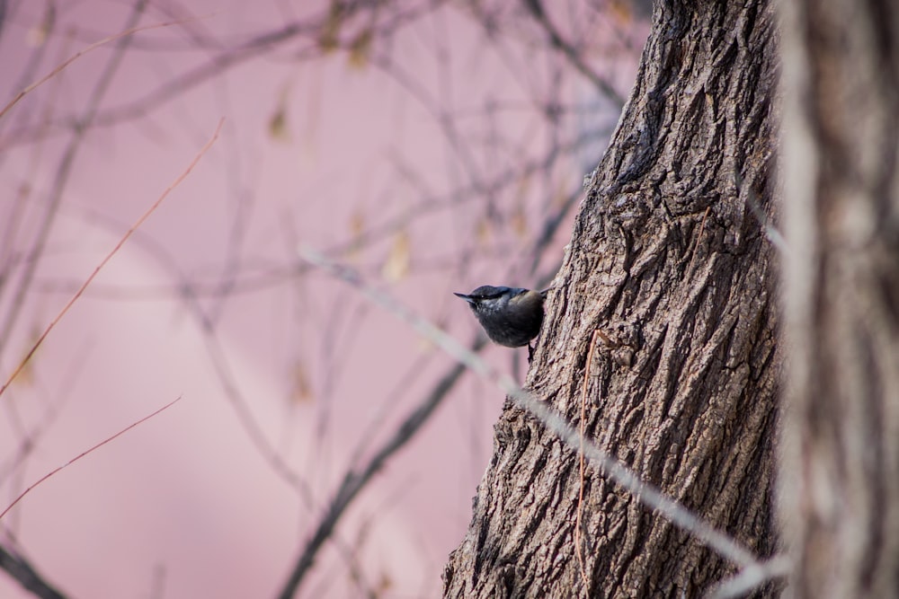 black bird perched on bark