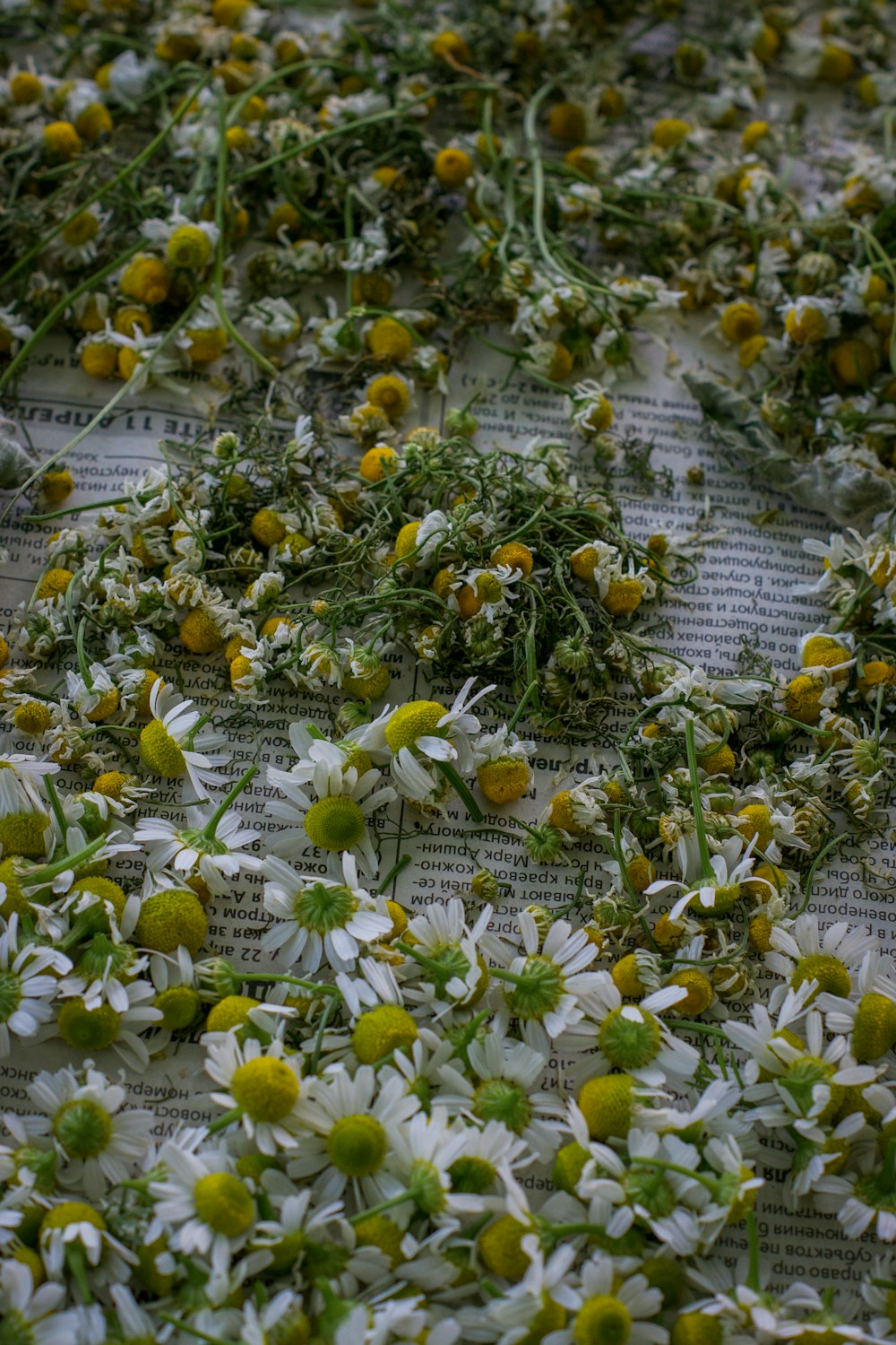 wildflowers on newspaper