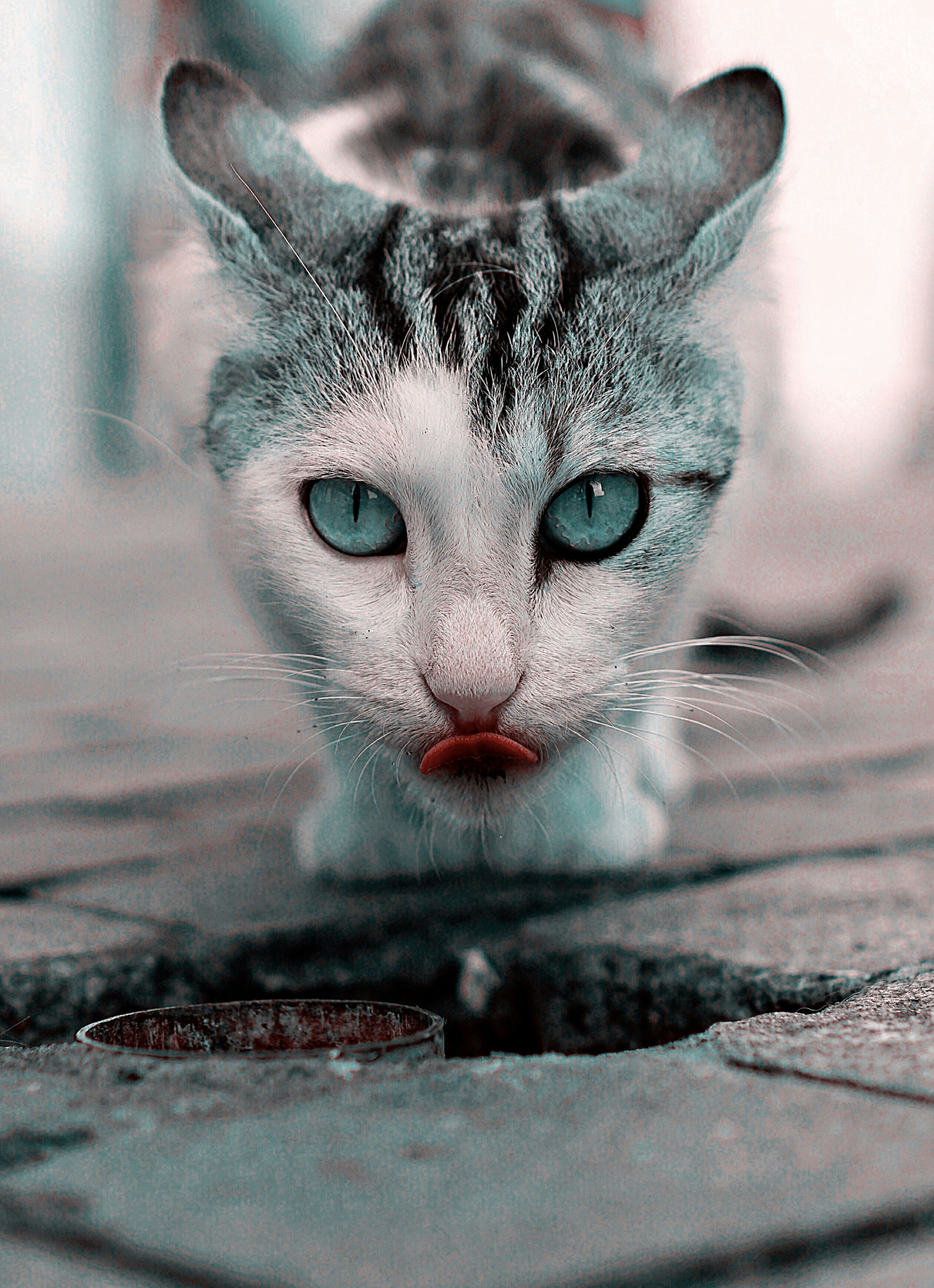 white and grey tabby cat standing on pavement