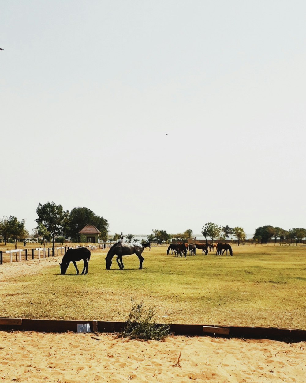 horses at the farm during daytime