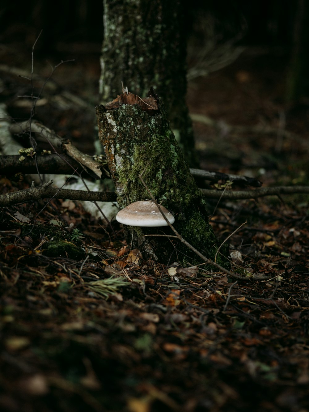 white mushroom