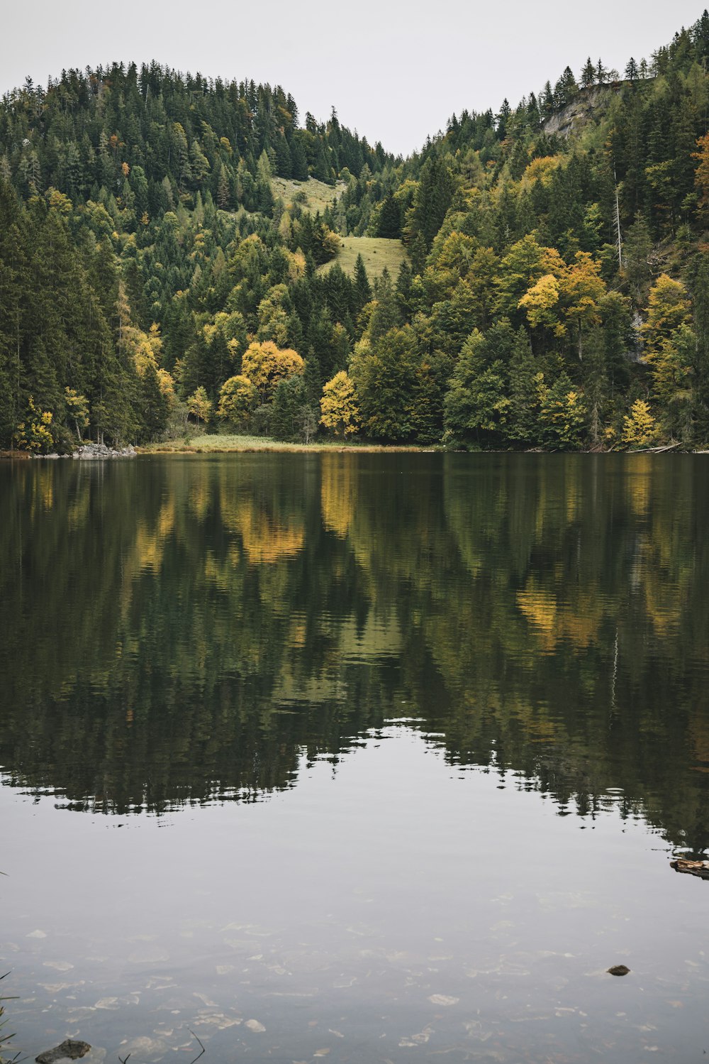 body of water surrounded with trees during daytime