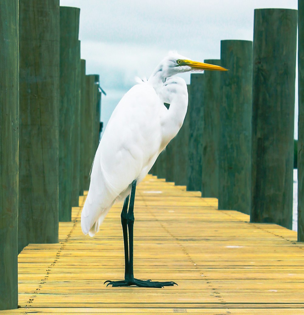 great egret