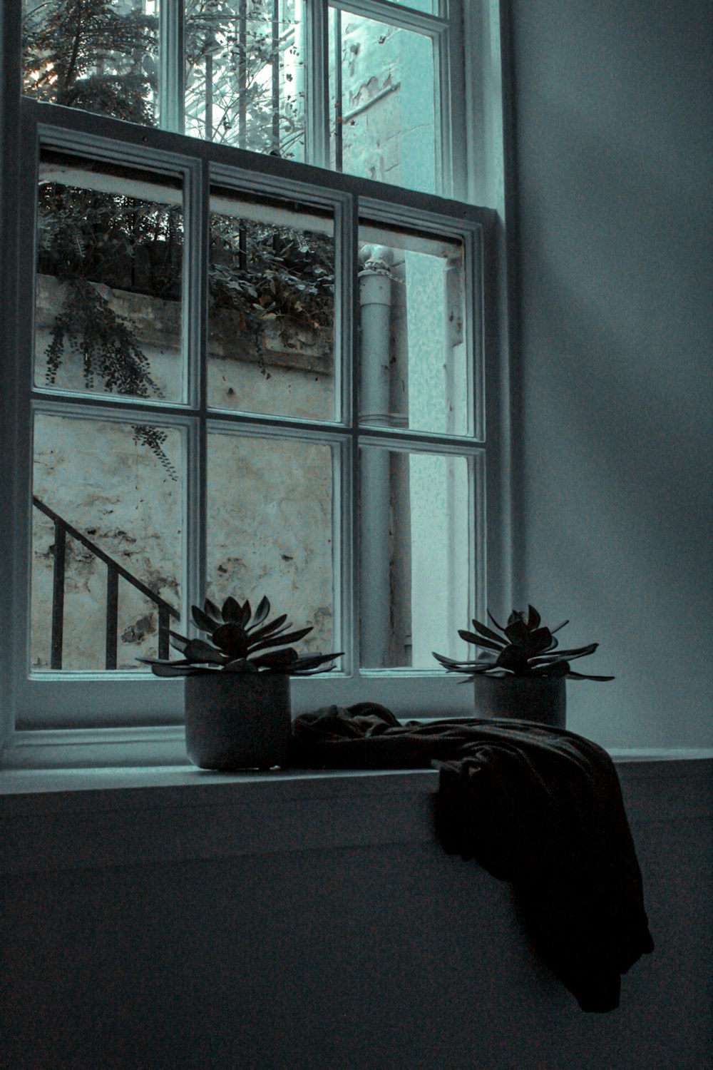 two succulents beside pane window