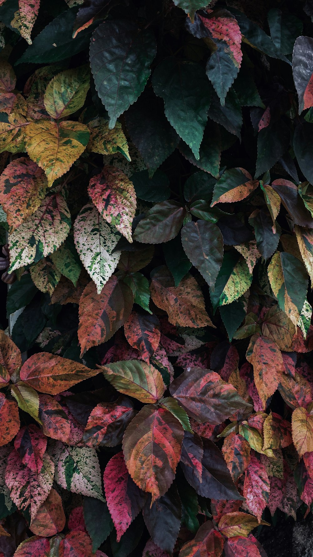 pink, green, and yellow leafed plant