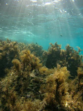 Sunlight filters through the clear blue water, illuminating the vibrant underwater landscape teeming with lush seaweed and marine vegetation. The aquatic environment appears tranquil and pristine, showcasing a thriving underwater ecosystem.