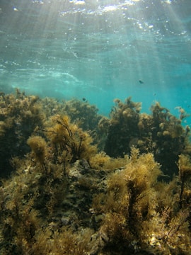 Sunlight filters through the clear blue water, illuminating the vibrant underwater landscape teeming with lush seaweed and marine vegetation. The aquatic environment appears tranquil and pristine, showcasing a thriving underwater ecosystem.