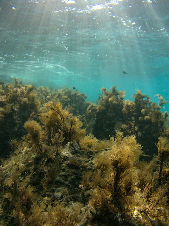 Sunlight filters through the clear blue water, illuminating the vibrant underwater landscape teeming with lush seaweed and marine vegetation. The aquatic environment appears tranquil and pristine, showcasing a thriving underwater ecosystem.