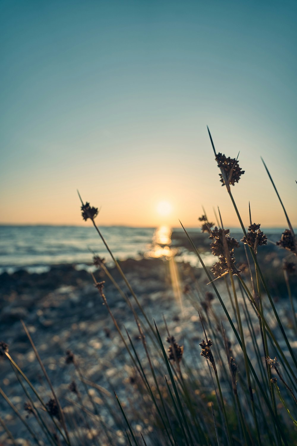 green grass on selective focus photography