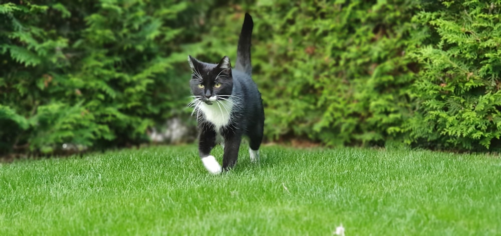 a black and white cat walking across a lush green field