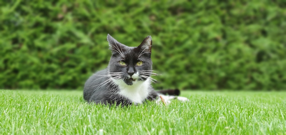 black and white tuxedo cat on grass
