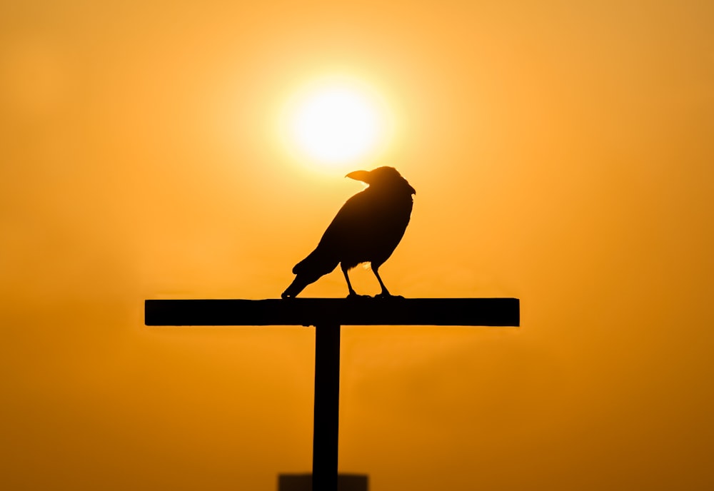 Silhouette der Krone bei Sonnenuntergang