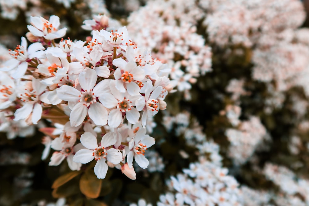 white petaled flowers